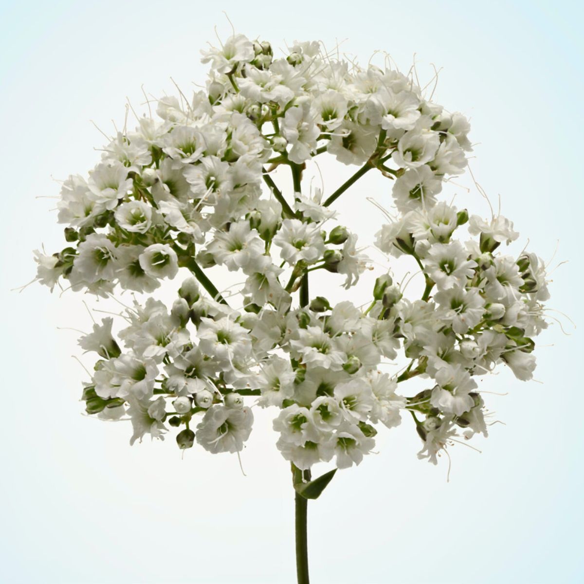 Gypsophila Million Daisy™ from Marginpar