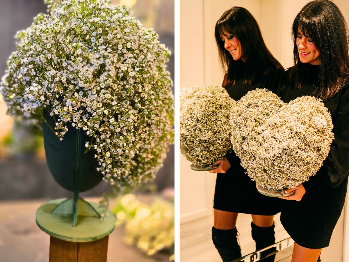 Marginpar’s Exquisite Gypsophila Million Daisy™