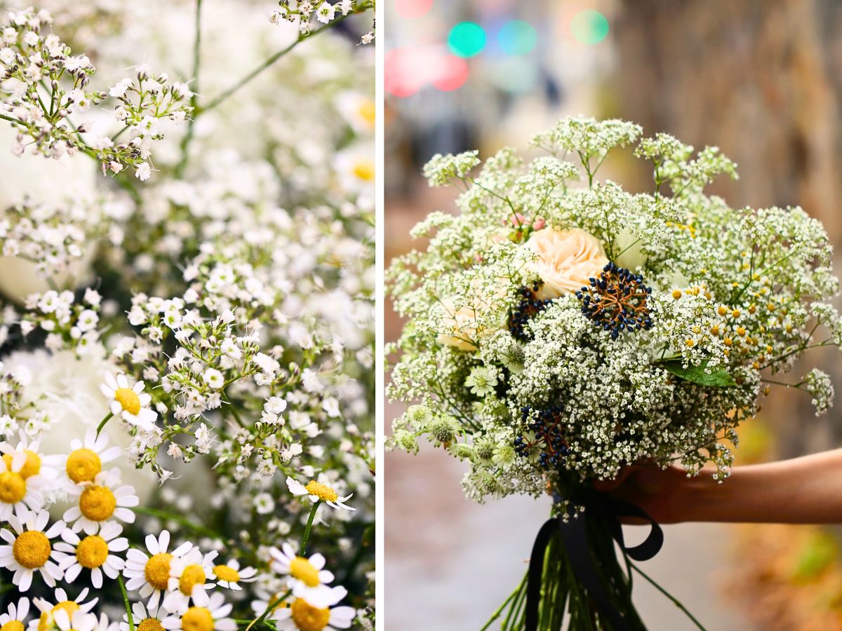 Gypsophila Million Daisy™ Adds an Ethereal Touch in Floral Designs