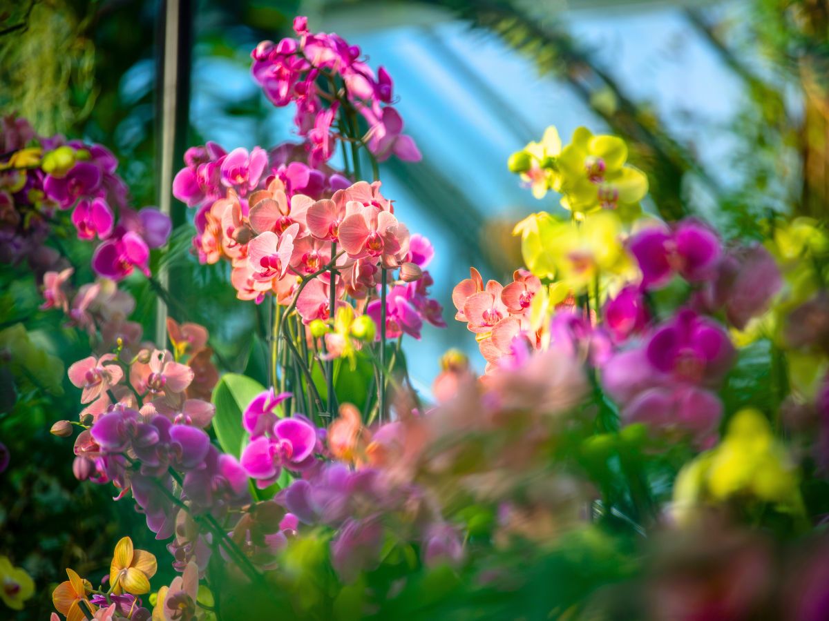 Several orchid species in display at Kew