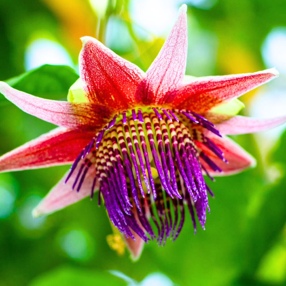 Passiflora venusta orchid specie