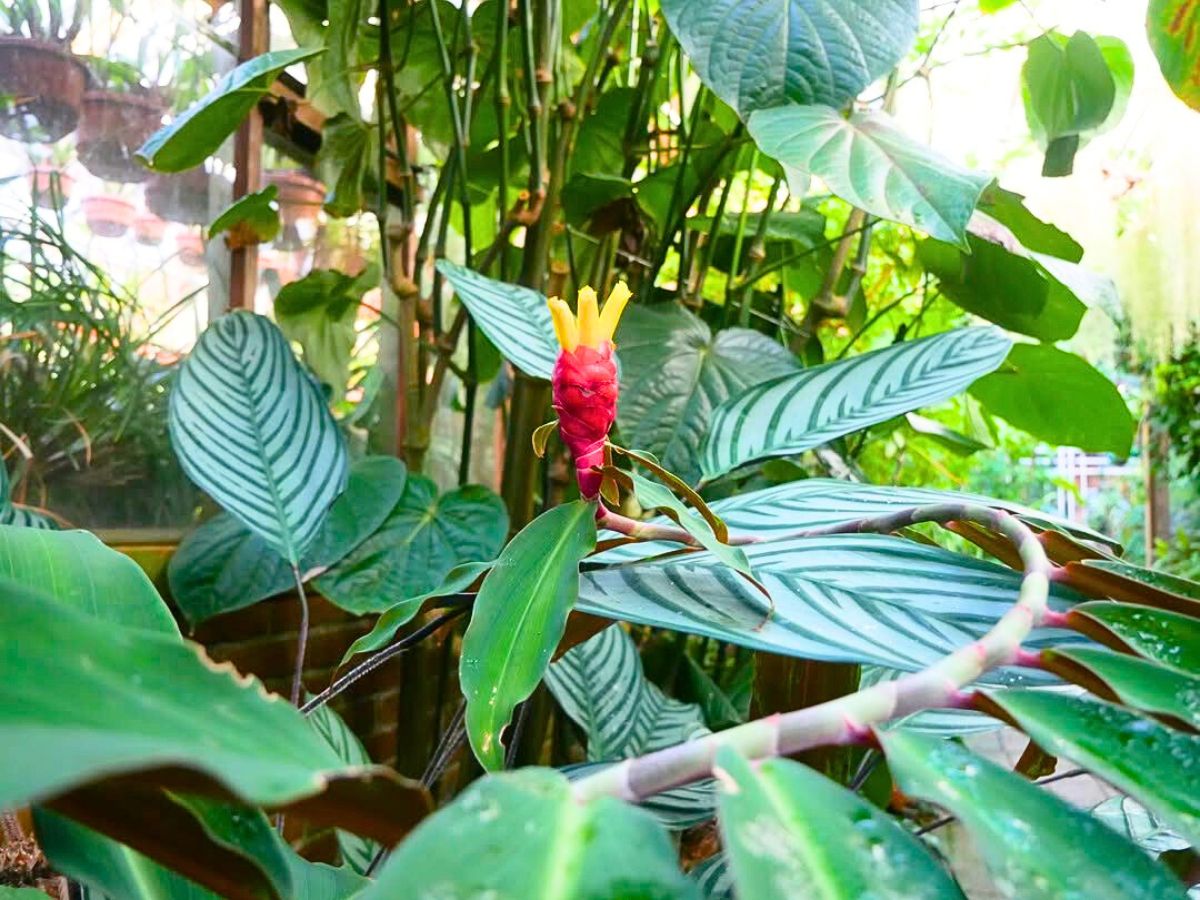 Costus Vargasii growing outdoors