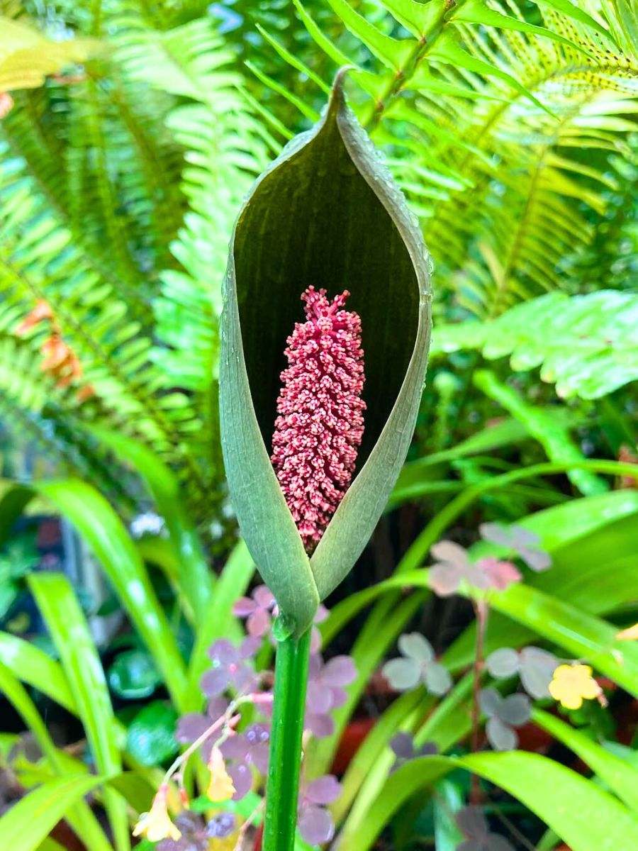 Gorgonidium intermedium Peruvian Andes plant