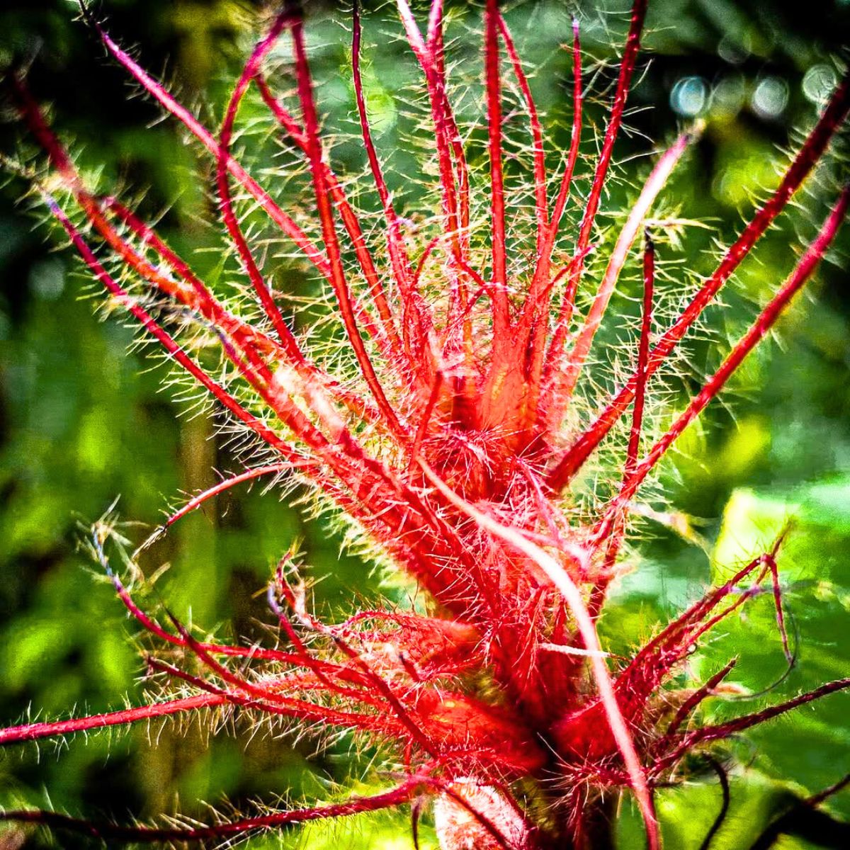 Sanchezia stenomacra blooming in a garden