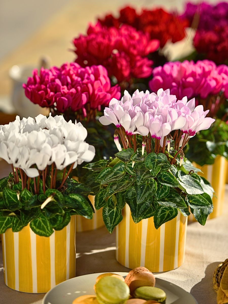 Experience the Charm of Morel’s New Exquisite Cyclamen and Helleborus at IPM 2025