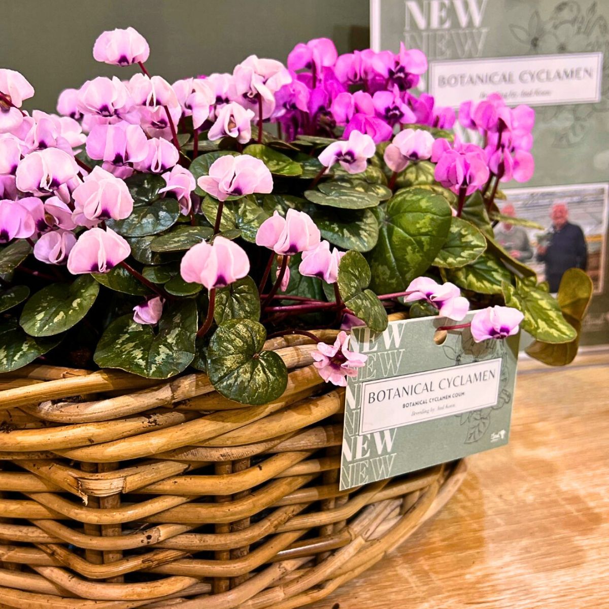 Morel’s New Exquisite Cyclamen and Helleborus at IPM 2025