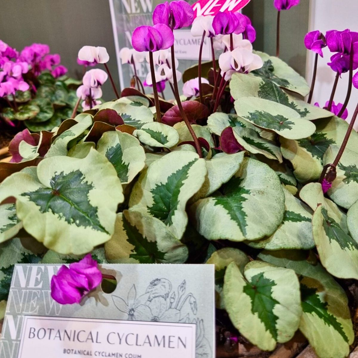 Experience the Charm of Morel’s New Exquisite Cyclamen and Helleborus at IPM 2025