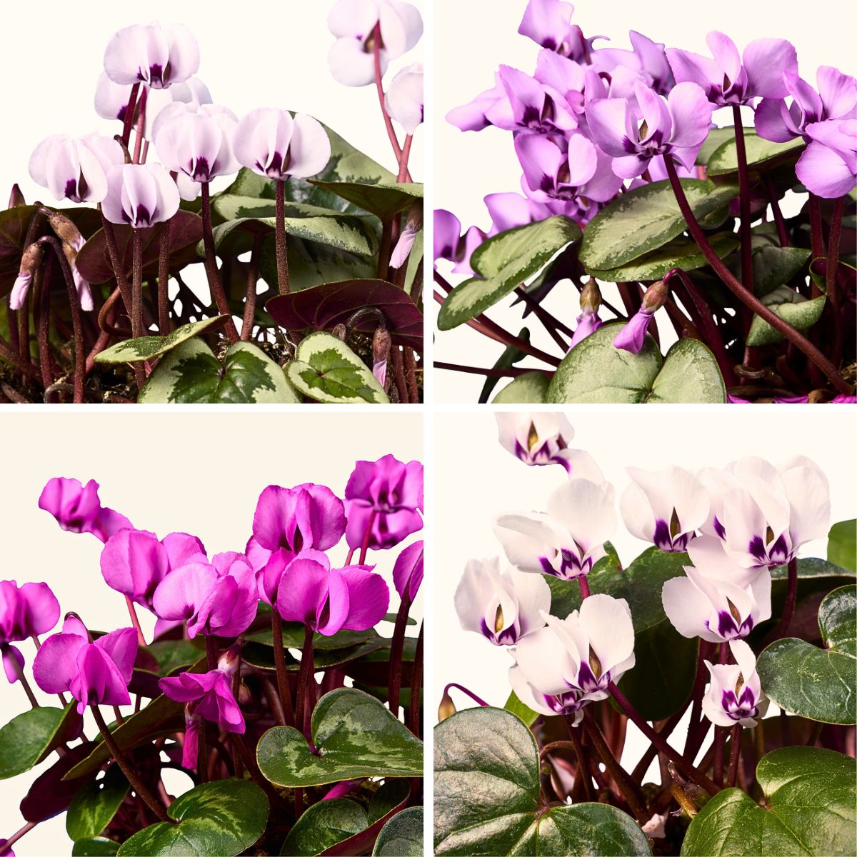 Breeder Morel goes back to nature at IPM Essen 2025 with new and exciting varieties of Cyclamen and Hellebores