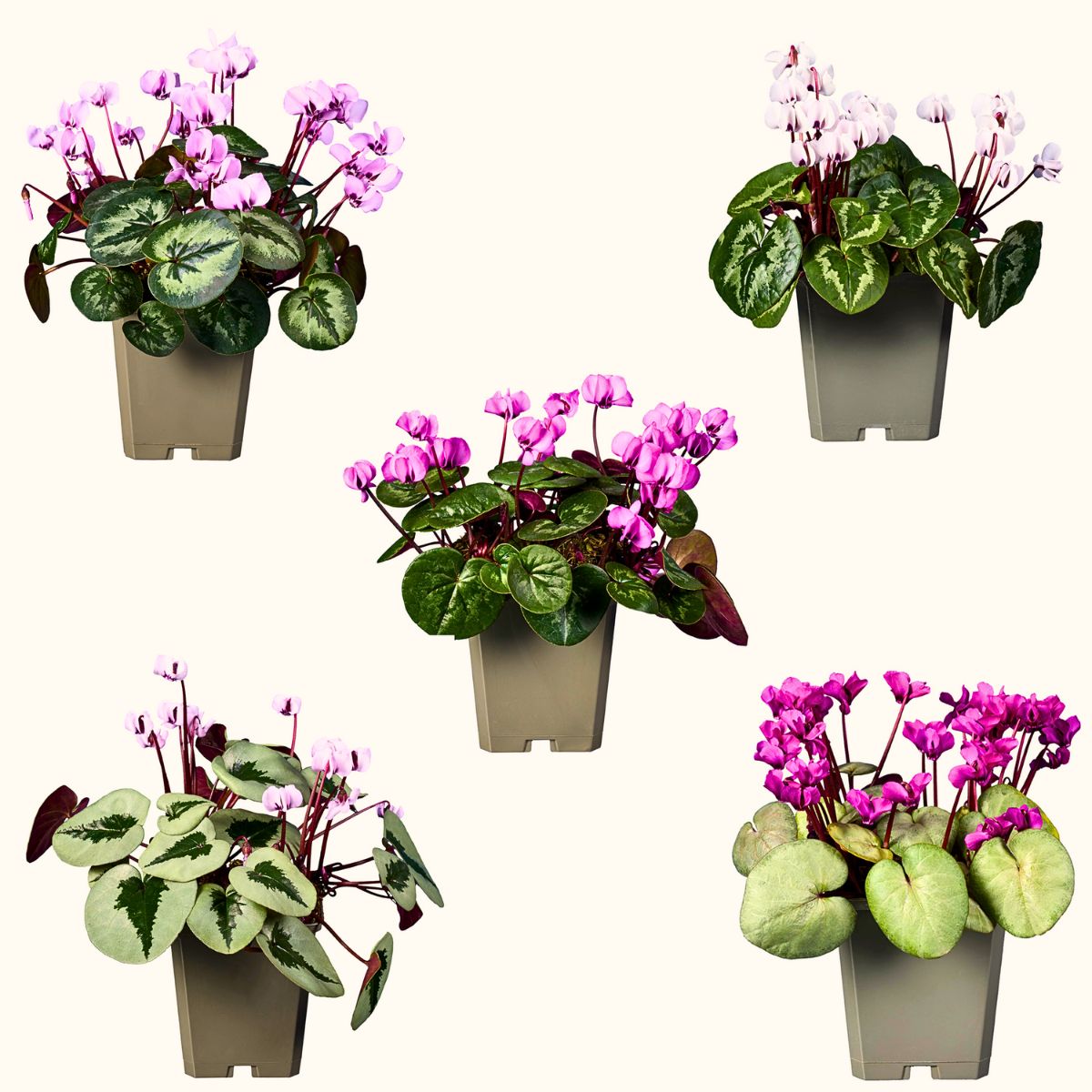 Experience the Charm of Morel’s New Exquisite Cyclamen and Helleborus at IPM 2025