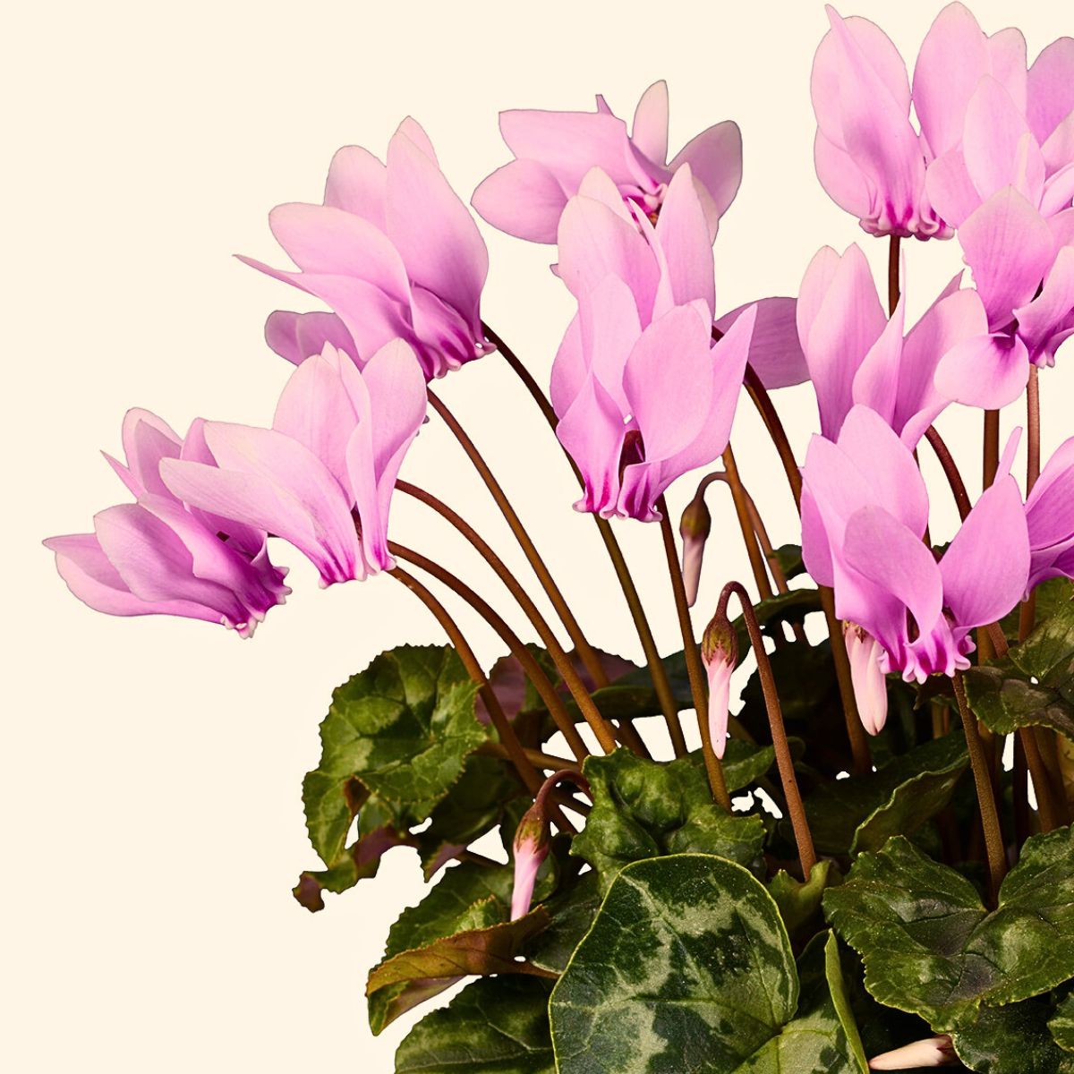 Breeder Morel goes back to nature at IPM Essen 2025 with new and exciting varieties of Cyclamen and Hellebores