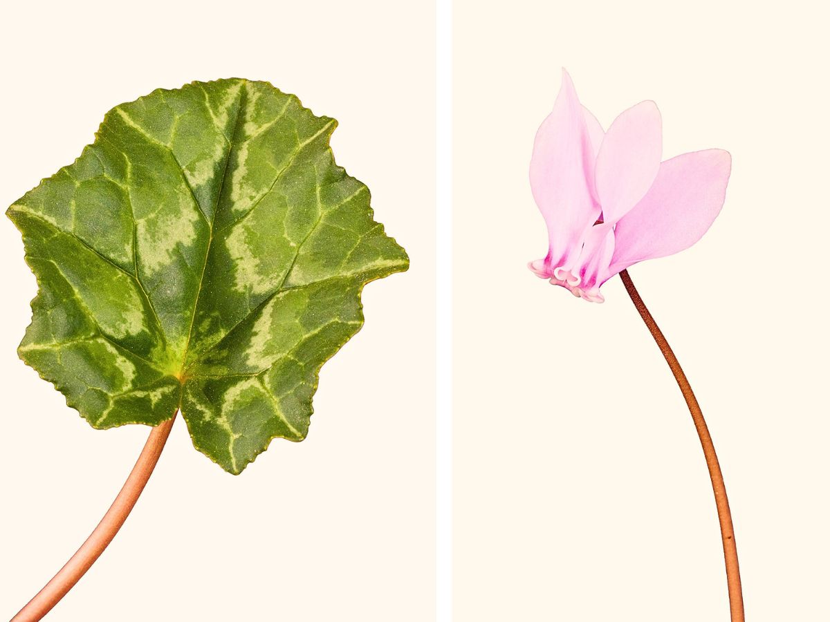 Experience the Charm of Morel’s New Exquisite Cyclamen and Helleborus at IPM 2025