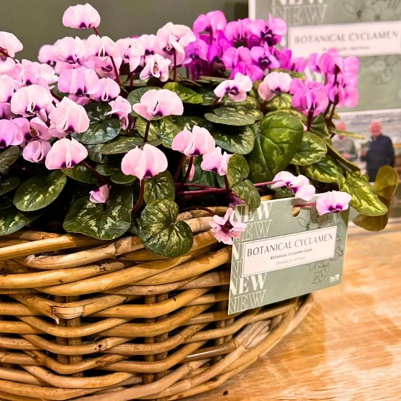 Breeder Morel goes back to nature at IPM Essen 2025 with new and exciting varieties of Cyclamen and Hellebores