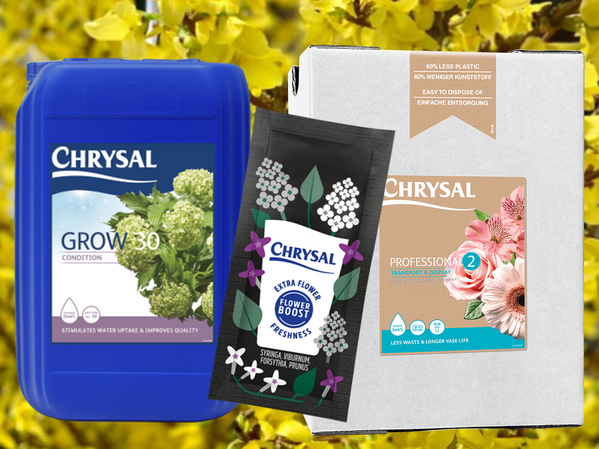 Chrysal Forsythia solutions