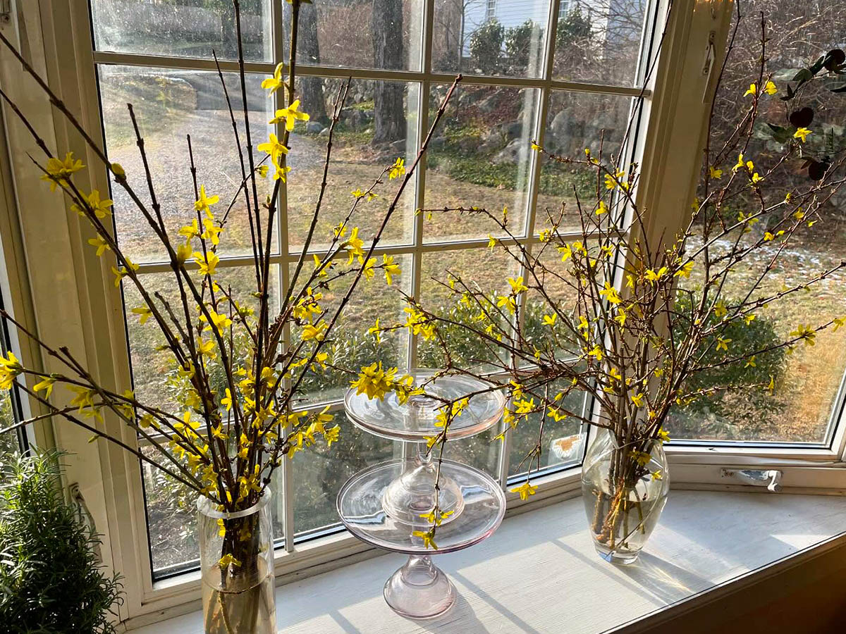 Forsythia in a window by Cynthia Crolius