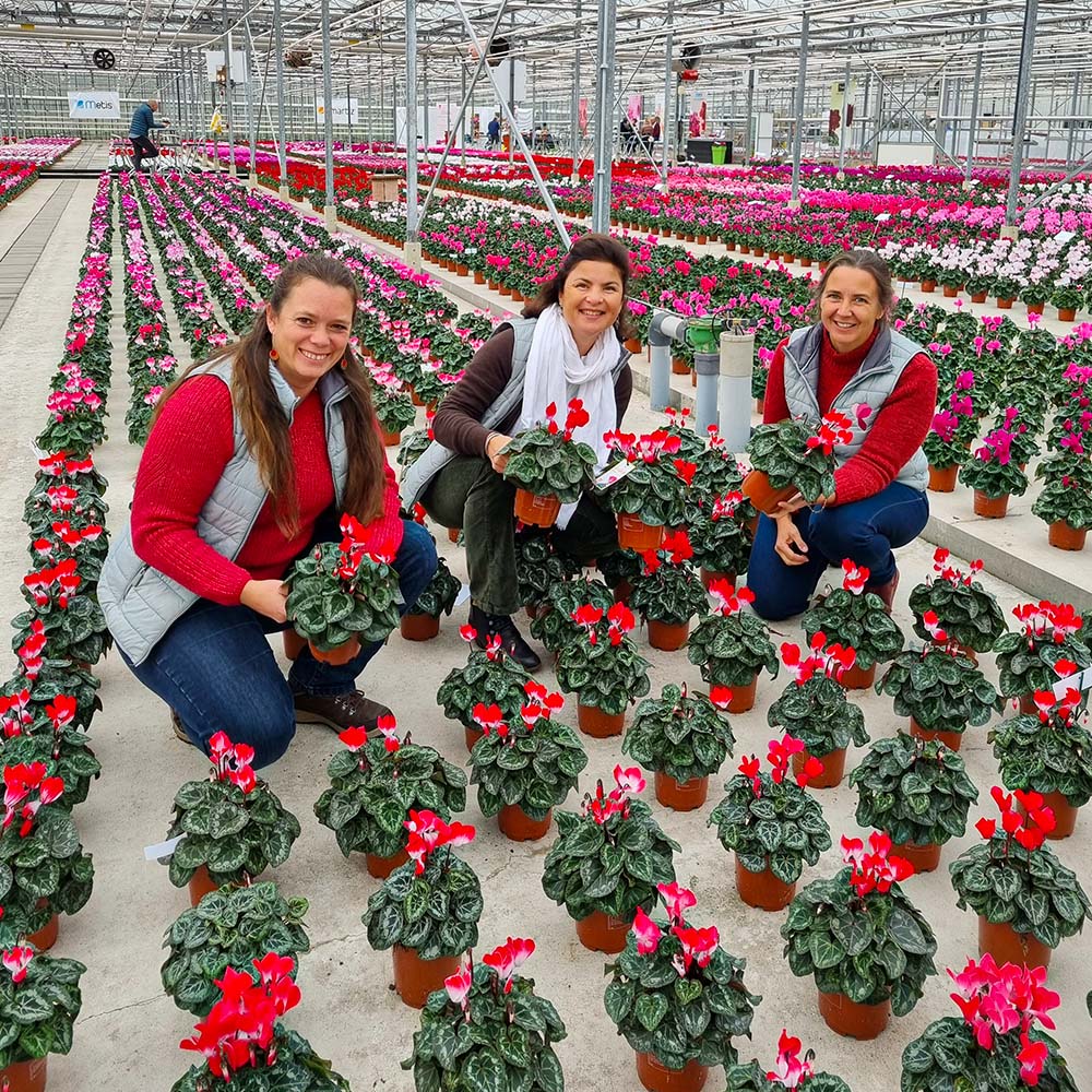 Morel Research Team with Cyclamen Indiaka Red