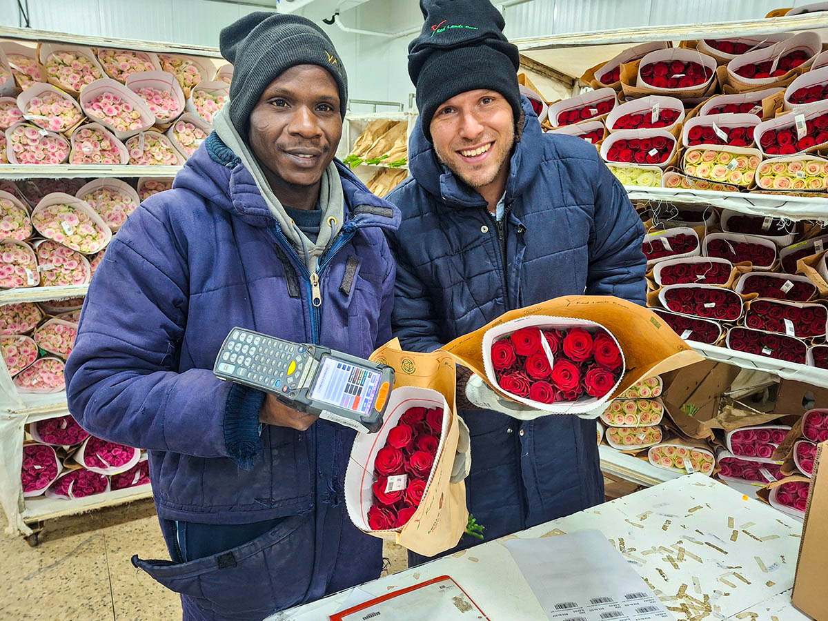 Red Lands Roses cold store scanning red roses