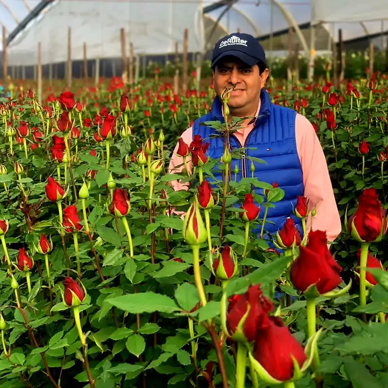 Josarflor Ecuador greenhouse growing Rose Born Free feature