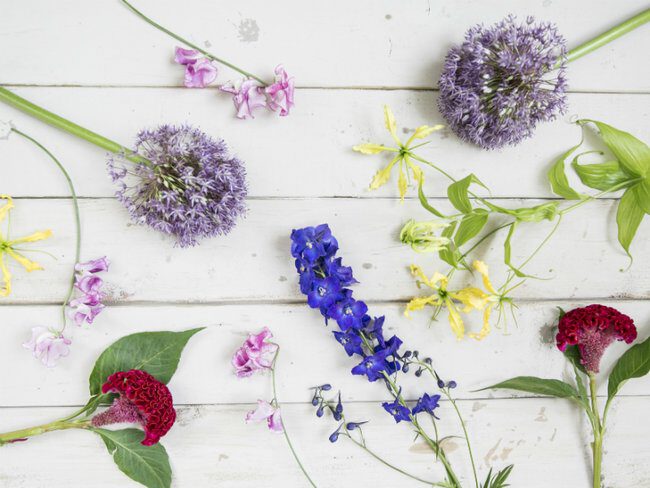 9 classic summer flowers - funnyhowflowersdothat - on Thursd