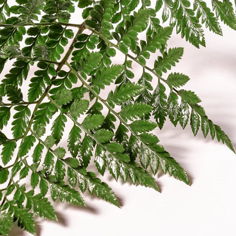 Leatherleaf fern Tak Global