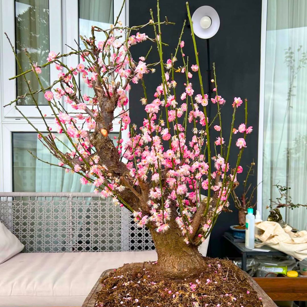 Plum blossom tree at home