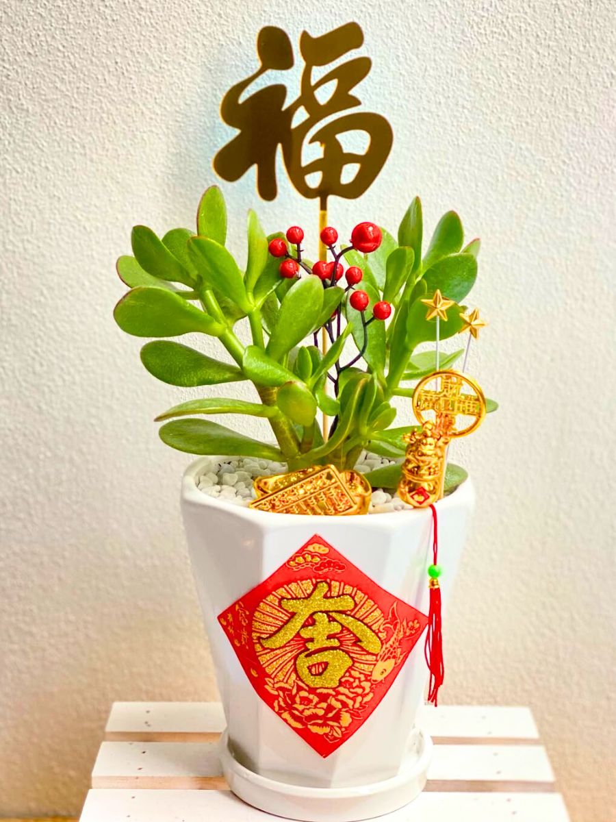 Jade plant ornamented with Chinese New Year decor