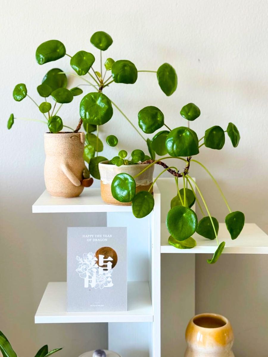 Chinese Money plant for good fortune