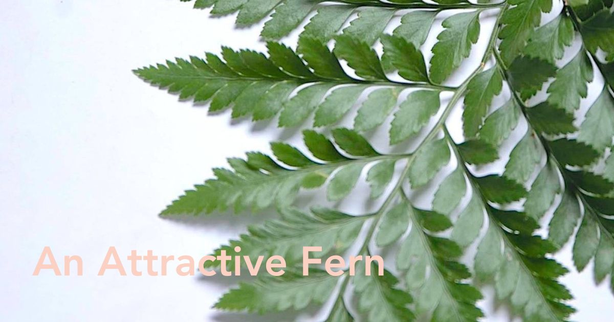 Leatherleaf Fern