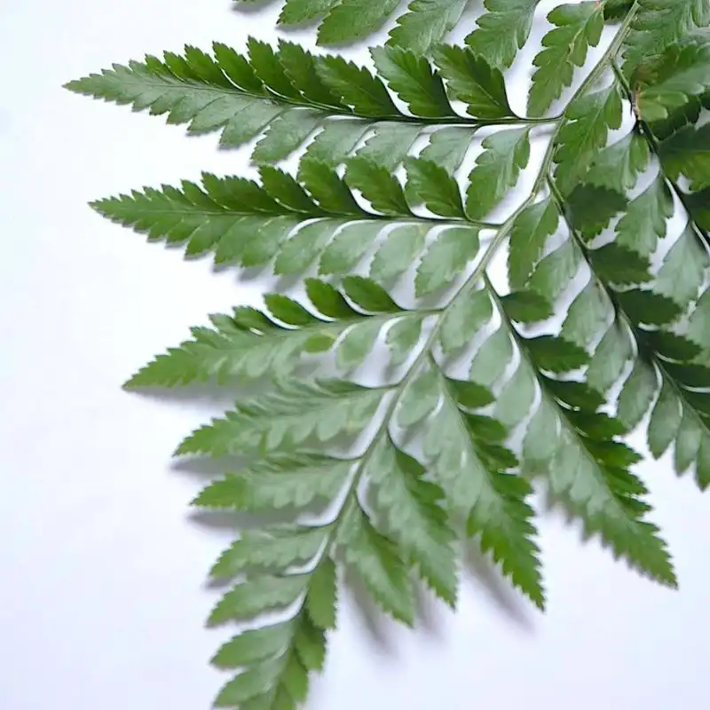 Leatherleaf Fern