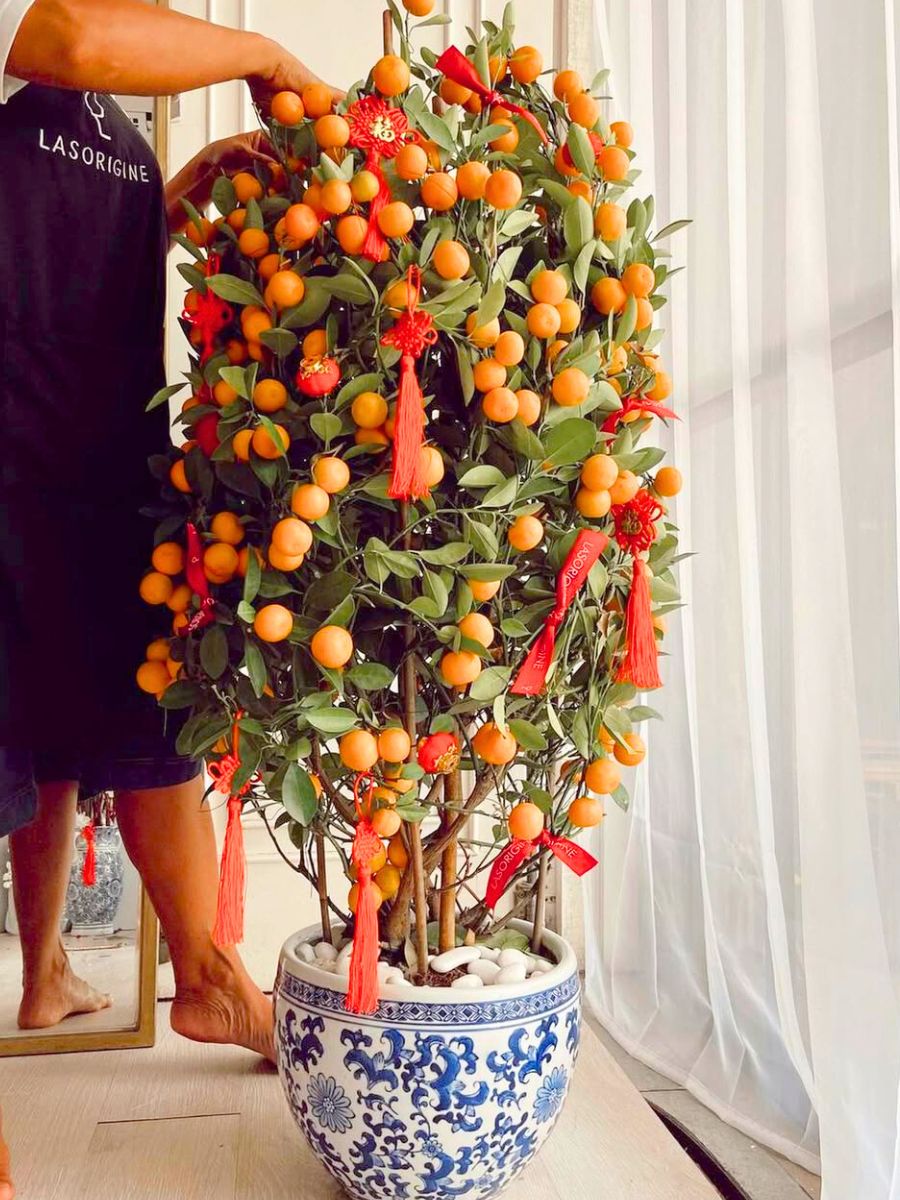 Chinese New Year kumquat tree