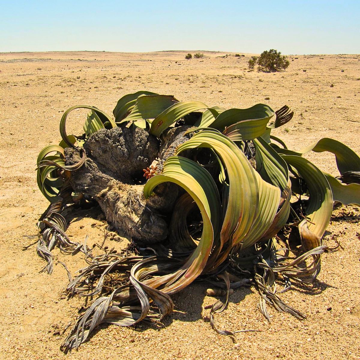 Welwitschia Mirabilis, the Unique Relic Flora That Coexisted With Dinosaurs in the Namib Desert During the Jurassic Period