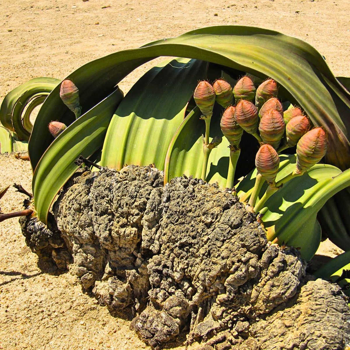 Welwitschia Mirabilis, the Unique Relic Flora That Coexisted With Dinosaurs in the Namib Desert During the Jurassic Period