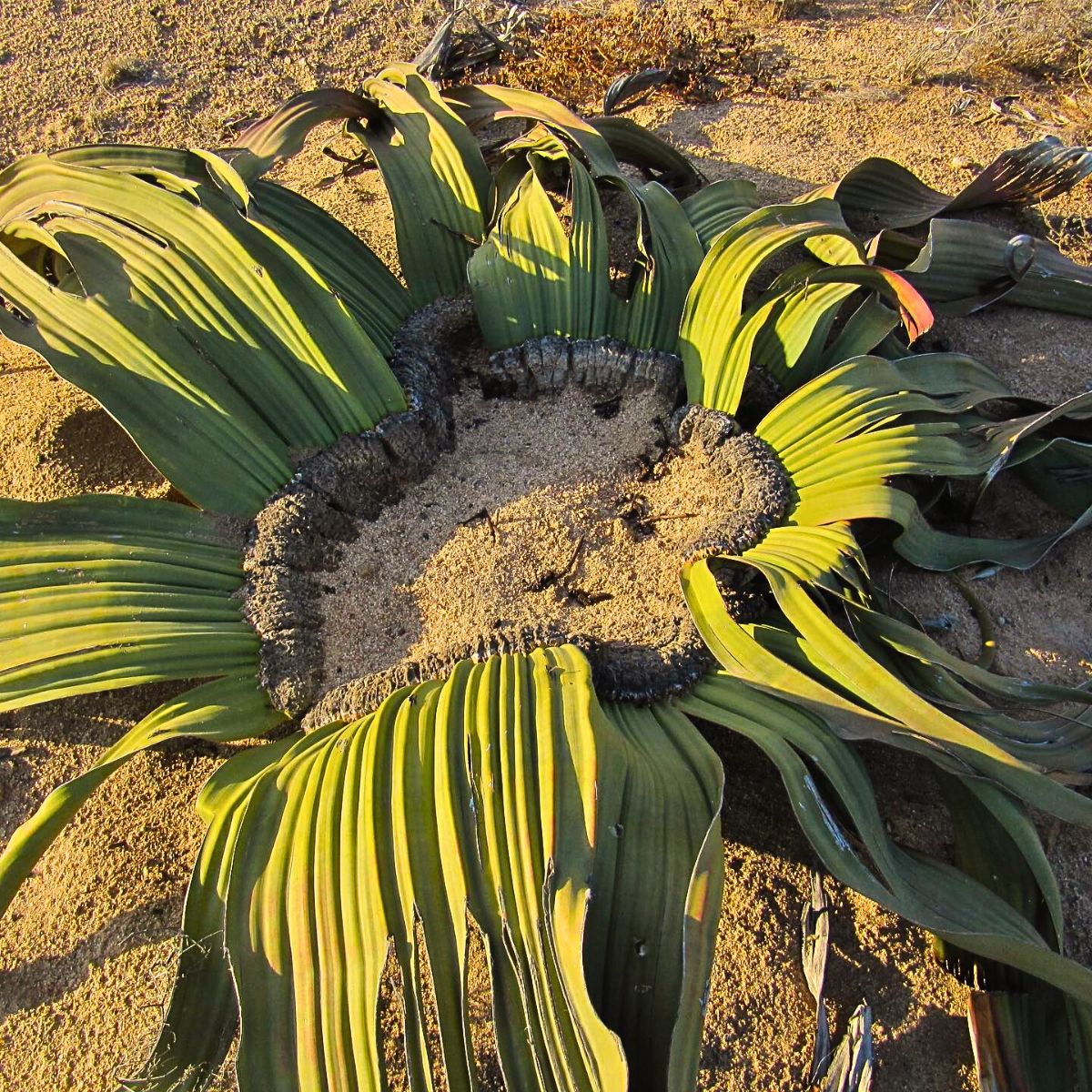 Welwitschia Mirabilis, the Unique Relic Flora That Coexisted With Dinosaurs in the Namib Desert During the Jurassic Period