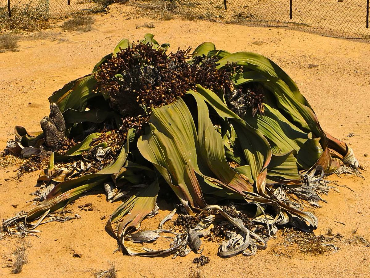 Welwitschia Mirabilis, the Unique Relic Flora That Coexisted With Dinosaurs in the Namib Desert During the Jurassic Period