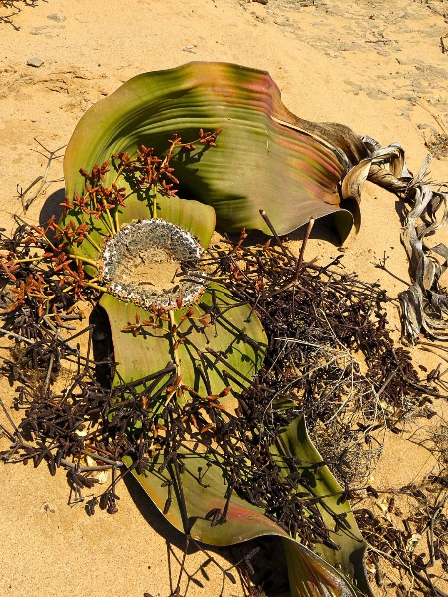 Welwitschia Mirabilis, the Unique Relic Flora That Coexisted With Dinosaurs in the Namib Desert During the Jurassic Period