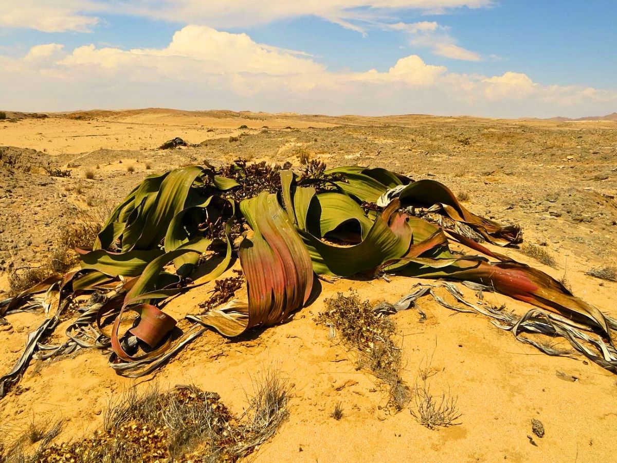 Welwitschia Mirabilis, the Unique Relic Flora That Coexisted With Dinosaurs in the Namib Desert During the Jurassic Period