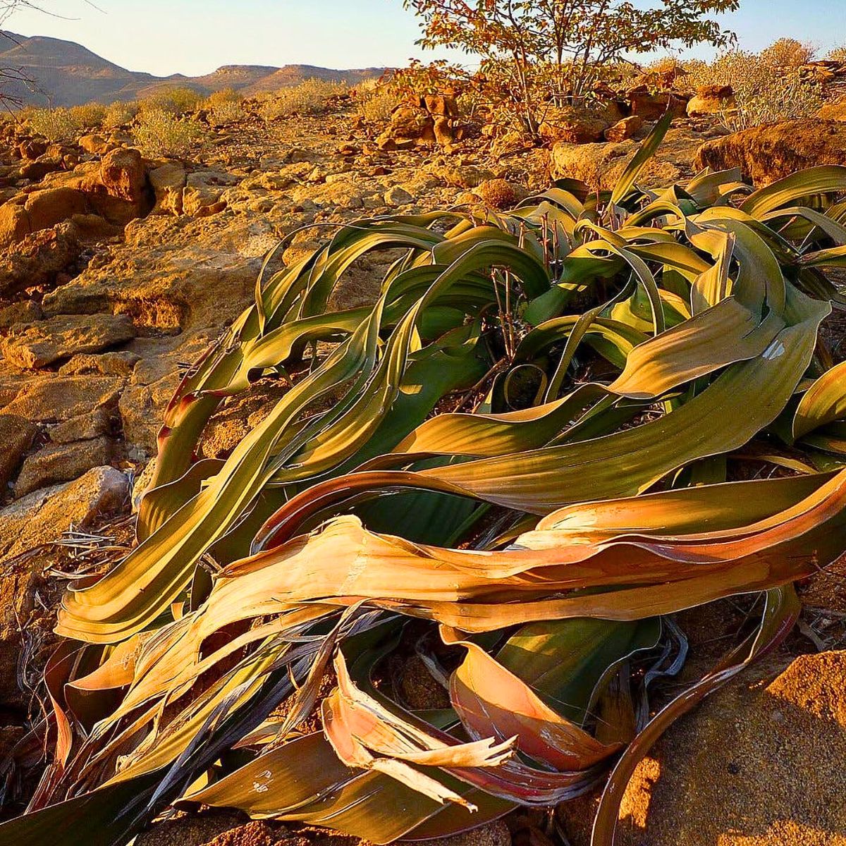 Welwitschia Mirabilis, the Unique Relic Flora That Coexisted With Dinosaurs in the Namib Desert During the Jurassic Period