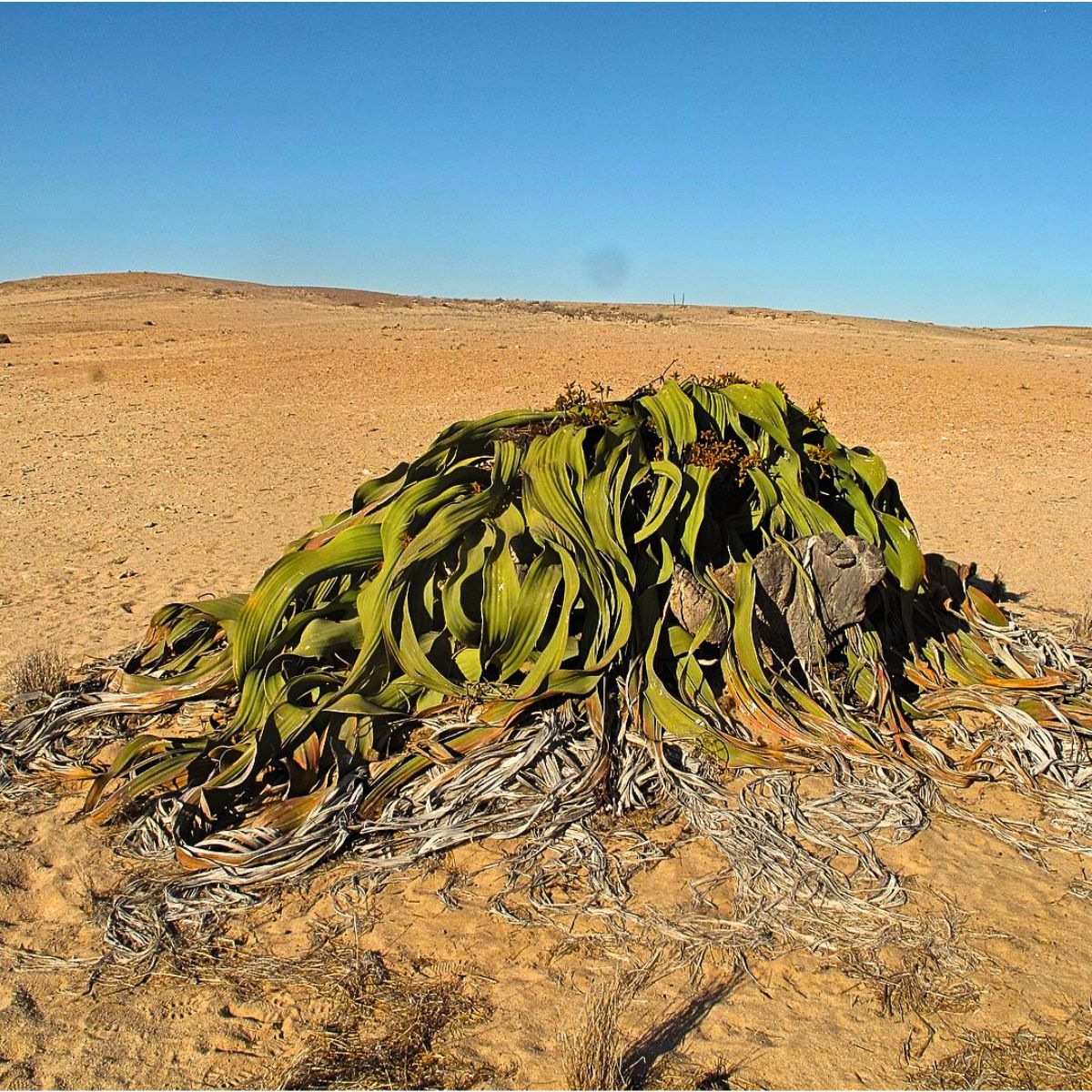 Welwitschia Mirabilis, the Unique Relic Flora That Coexisted With Dinosaurs in the Namib Desert During the Jurassic Period