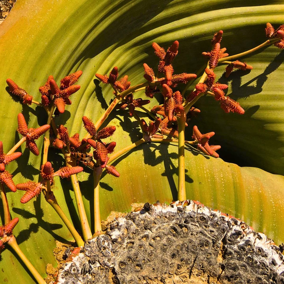 Welwitschia Mirabilis, the Unique Relic Flora That Coexisted With Dinosaurs in the Namib Desert During the Jurassic Period