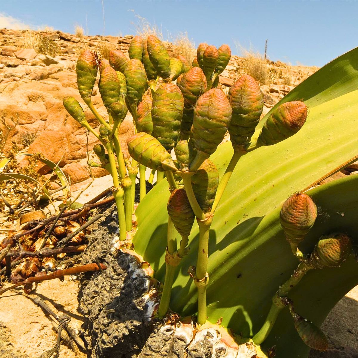 Welwitschia Mirabilis, the Unique Relic Flora That Coexisted With Dinosaurs in the Namib Desert During the Jurassic Period