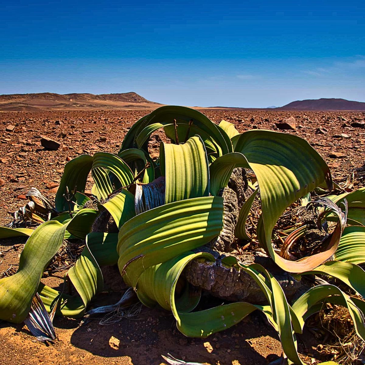 Welwitschia Mirabilis, the Unique Relic Flora That Coexisted With Dinosaurs in the Namib Desert During the Jurassic Period