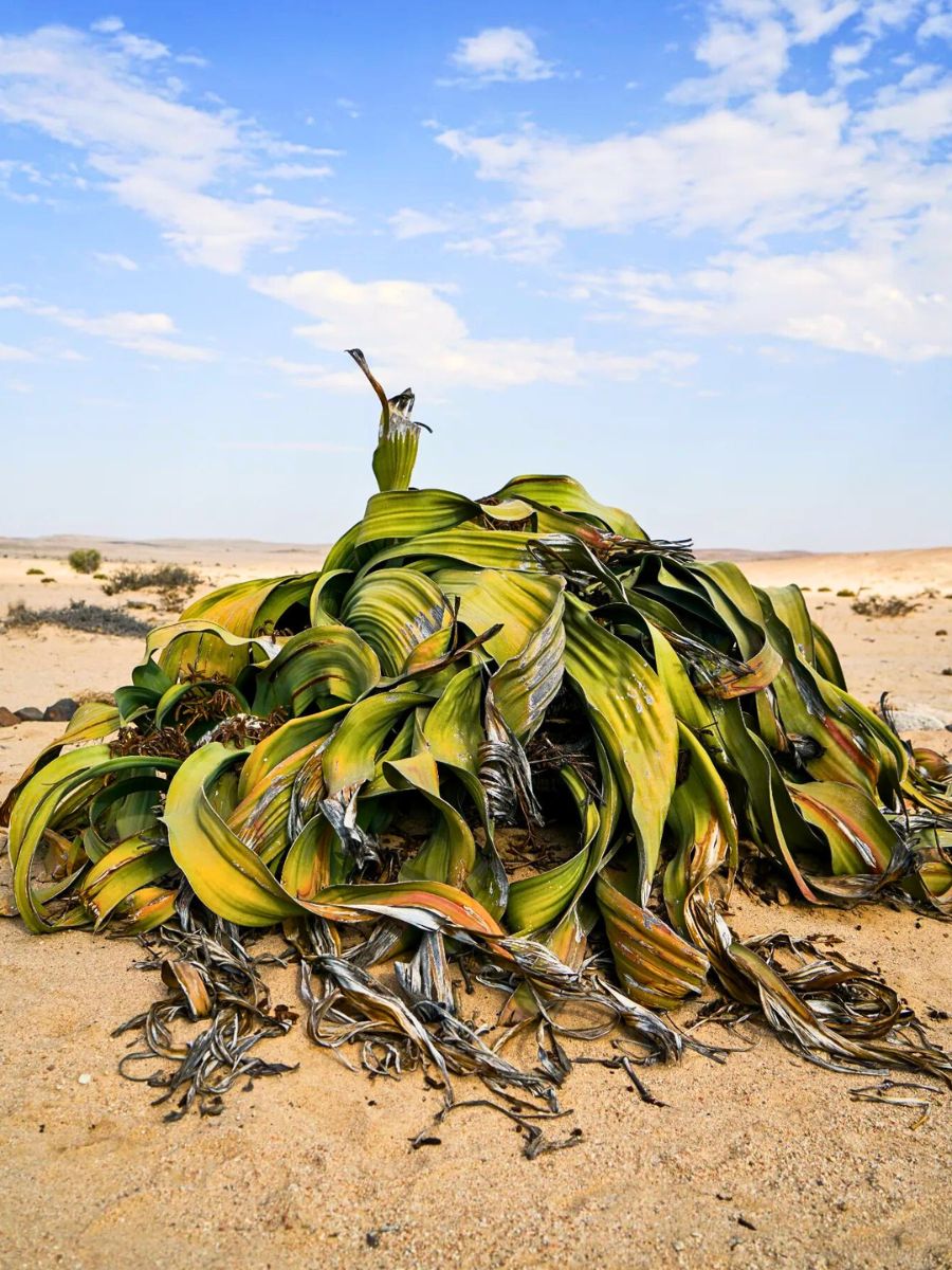 Welwitschia Mirabilis, the Unique Relic Flora That Coexisted With Dinosaurs in the Namib Desert During the Jurassic Period