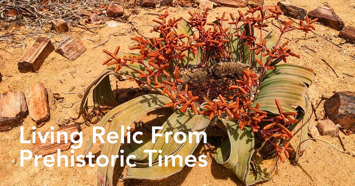 Welwitschia Mirabilis, the Unique Relic Flora That Coexisted With Dinosaurs in the Namib Desert During the Jurassic Period