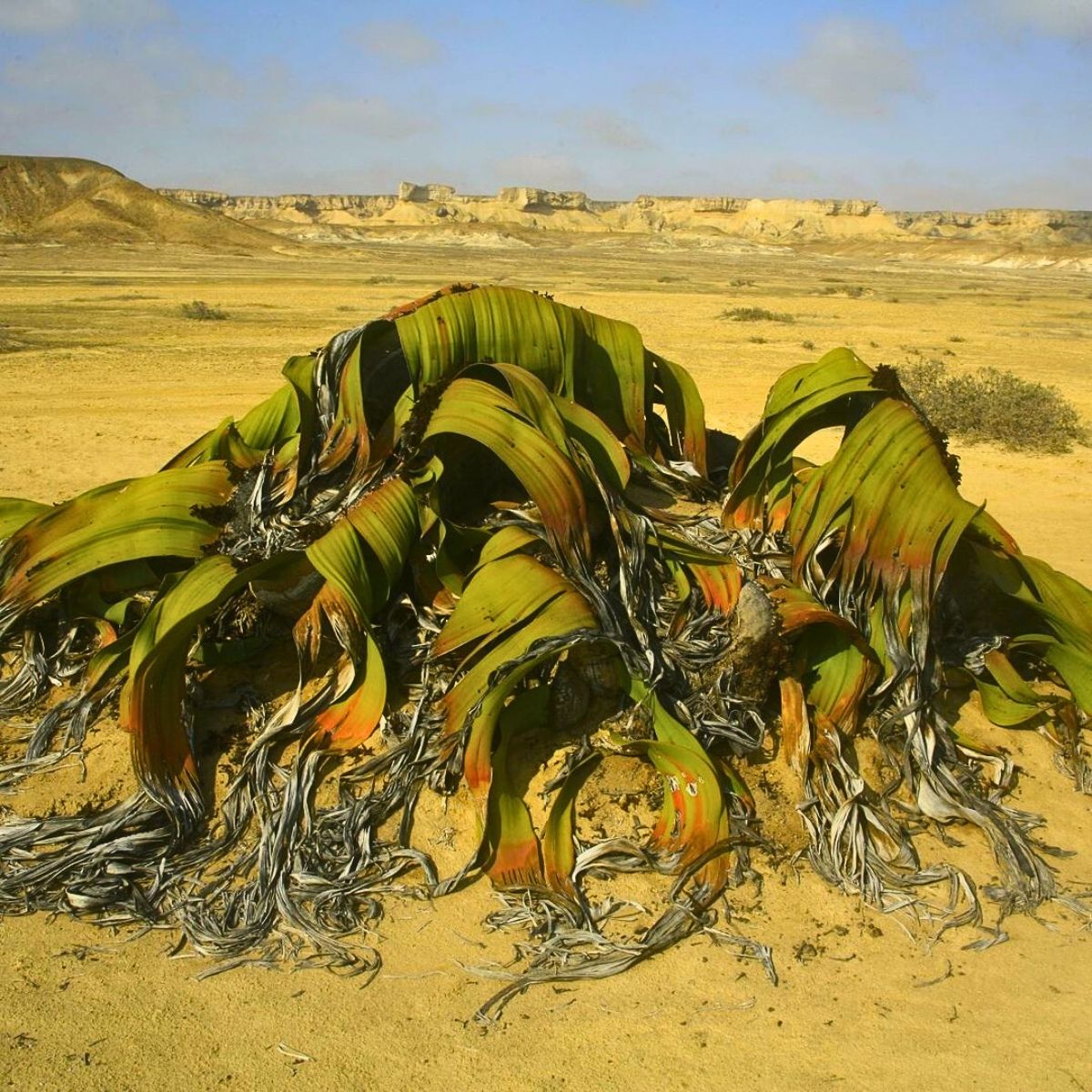 Welwitschia Mirabilis, the Unique Relic Flora That Coexisted With Dinosaurs in the Namib Desert During the Jurassic Period