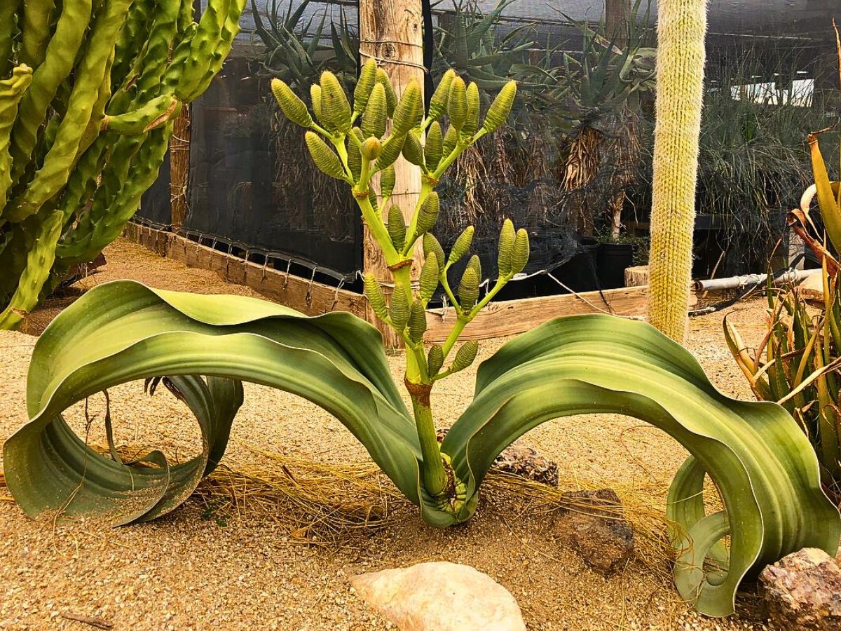 Welwitschia Mirabilis, the Unique Relic Flora That Coexisted With Dinosaurs in the Namib Desert During the Jurassic Period