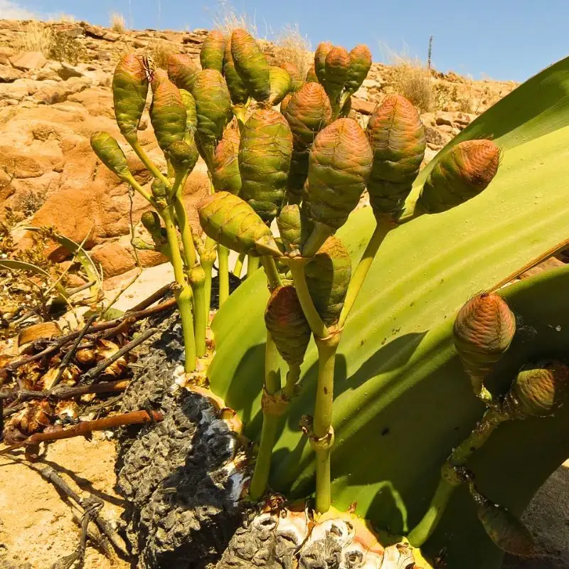 Welwitschia Mirabilis, the Unique Relic Flora That Coexisted With Dinosaurs in the Namib Desert During the Jurassic Period