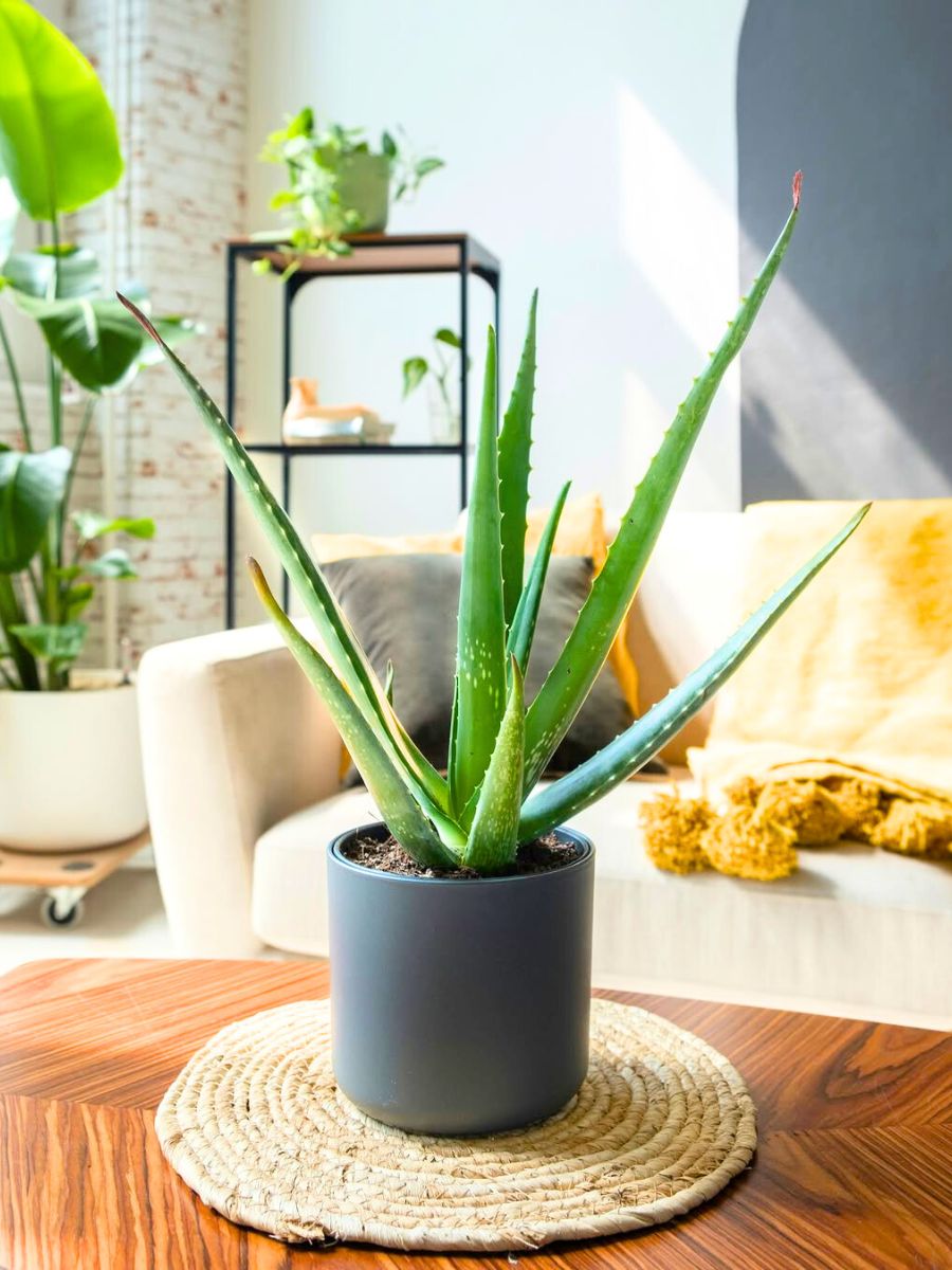 Aloe vera plant in living room