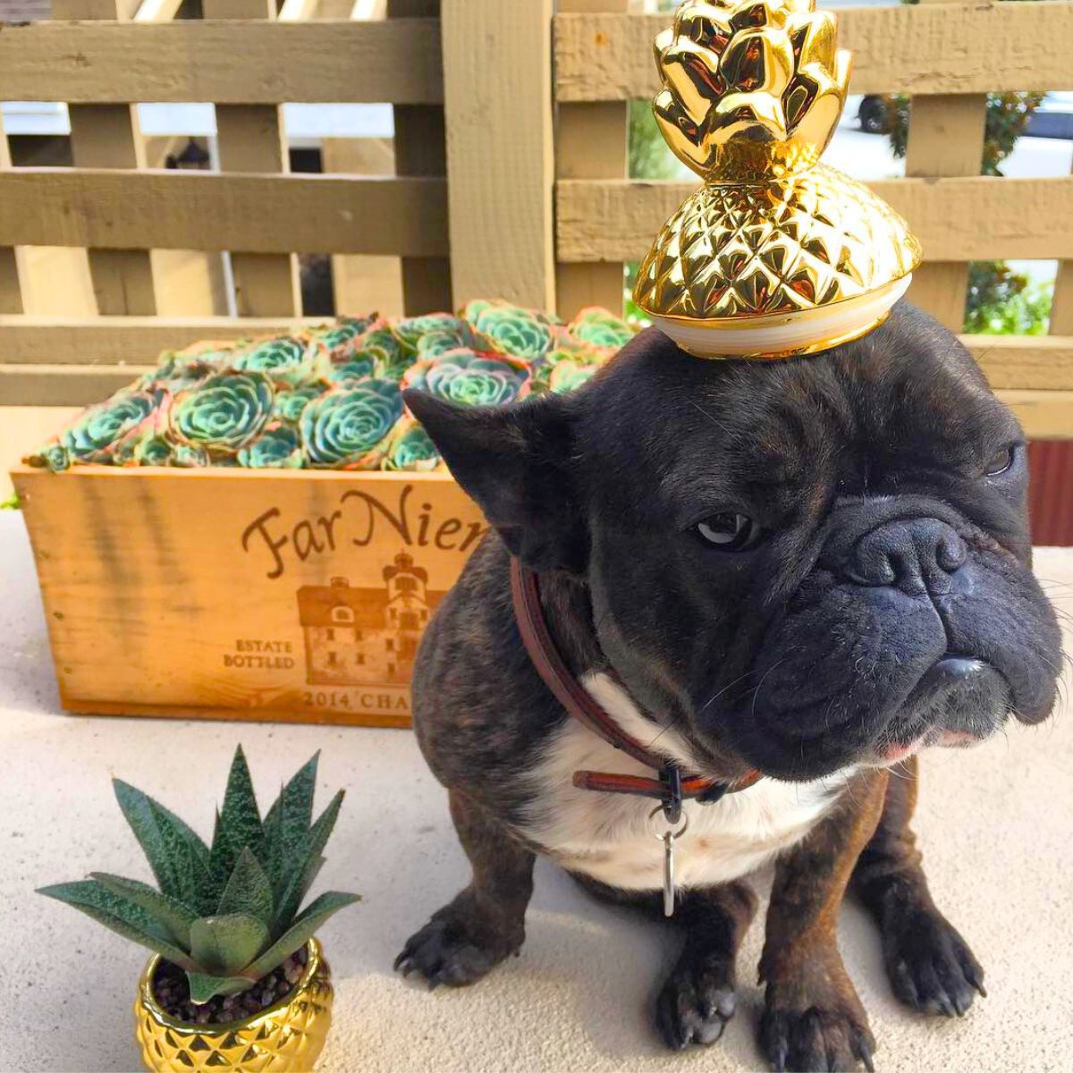 Haworthia with a french bulldog