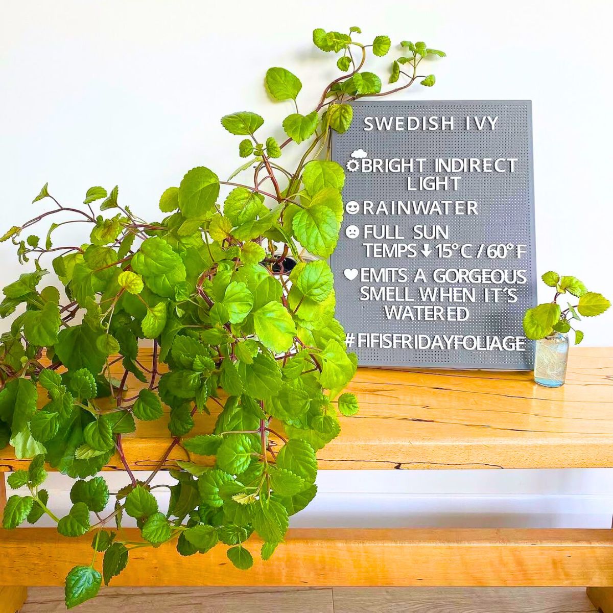 Swedish Ivy houseplant on counter