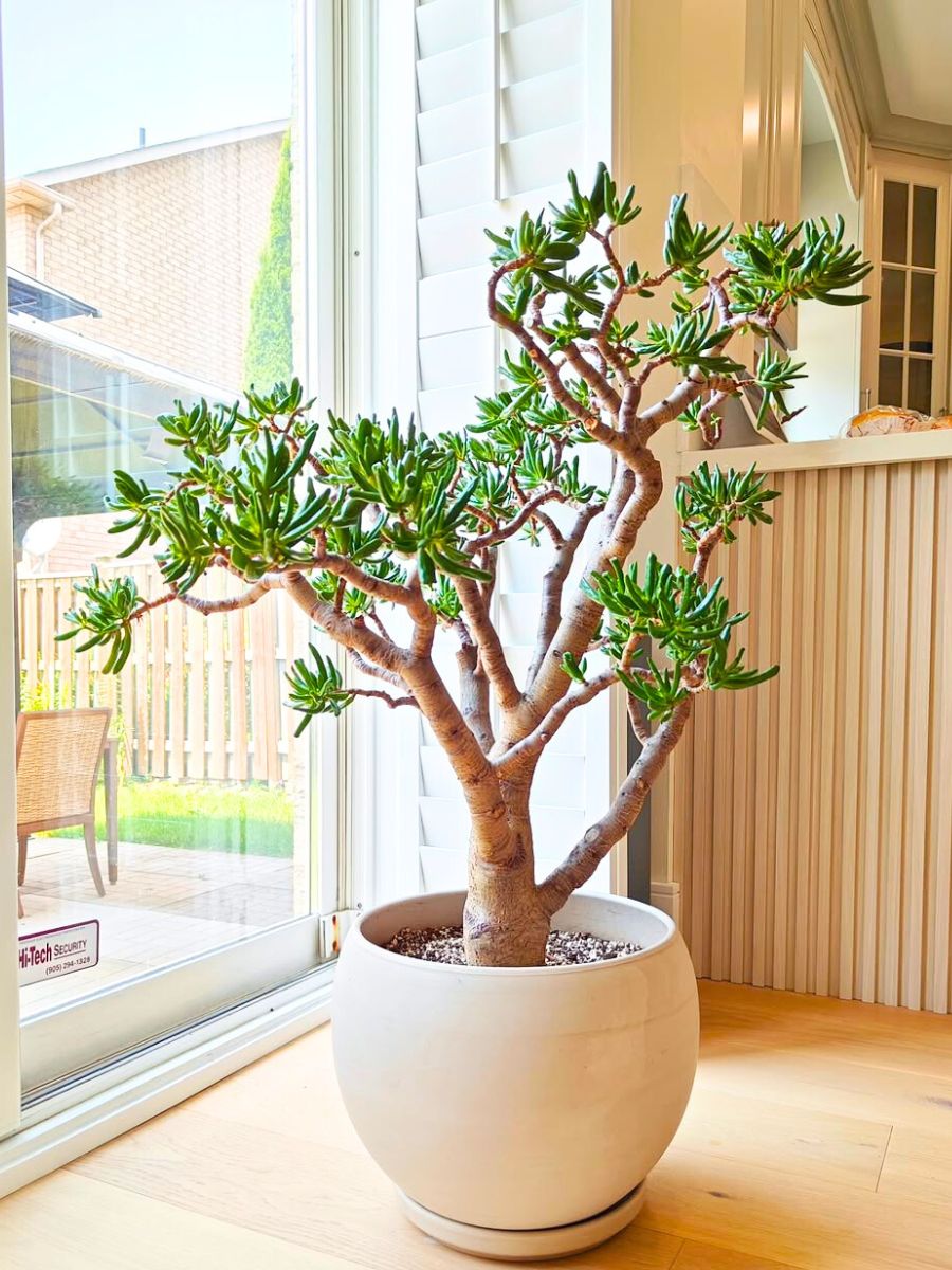 Jade plant houseplant in house interior