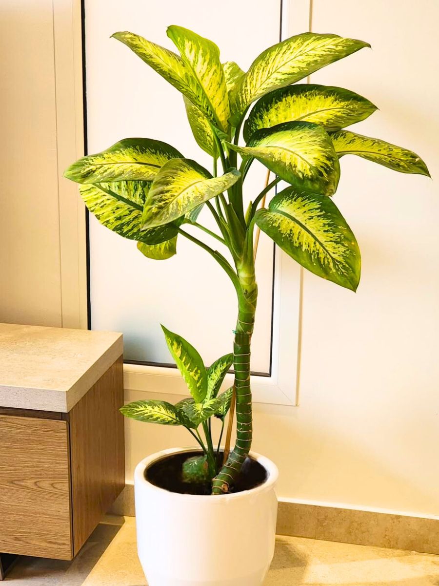 Dieffenbachia houseplant poisonouos for dogs